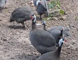 Galinha-d'angola — fauna da Fazenda Pingo D'Água