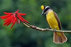 Bem-te-vi — fauna da Fazenda Pingo D'Água