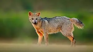 Cachorro-do-mato — fauna da Fazenda Pingo D'Água