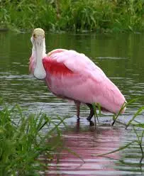 Colhereiro — fauna da Fazenda Pingo D'Água