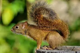 Esquilo — fauna da Fazenda Pingo D'Água