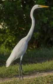 Garça — fauna da Fazenda Pingo D'Água