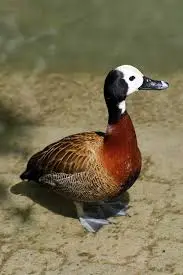 Marreco-irerê — fauna da Fazenda Pingo D'Água