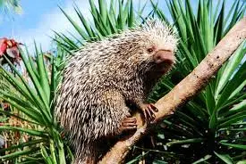 Ouriço — fauna da Fazenda Pingo D'Água