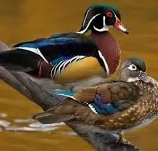 Pato-carolina — fauna da Fazenda Pingo D'Água