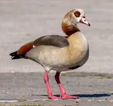 Pato-do-egito — fauna da Fazenda Pingo D'Água