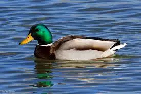 Pato-real — fauna da Fazenda Pingo D'Água