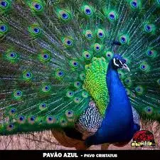 Pavão com cauda aberta na área de fauna da Fazenda