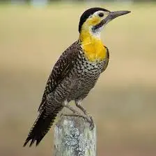 Pica-pau — fauna da Fazenda Pingo D'Água