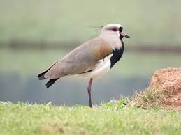 Quero-quero — fauna da Fazenda Pingo D'Água