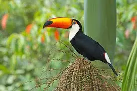 Tucano fotografado na área de fauna preservada da Fazenda