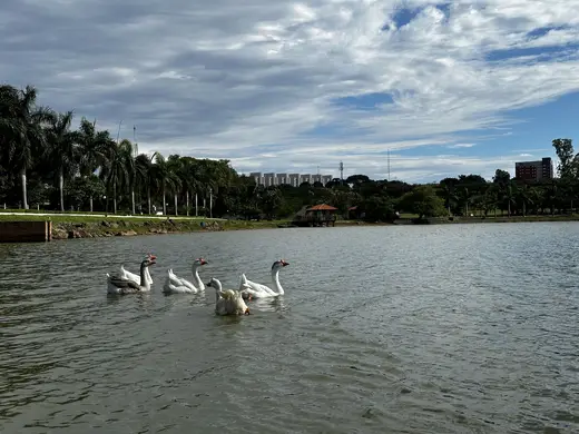 Gansos deslizando pelas águas do lago da Fazenda
