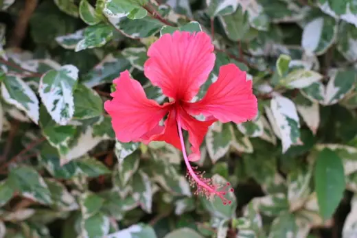 Natureza e paisagens da Fazenda Pingo D'Água