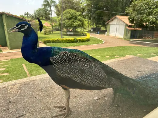 Natureza e paisagens da Fazenda Pingo D'Água