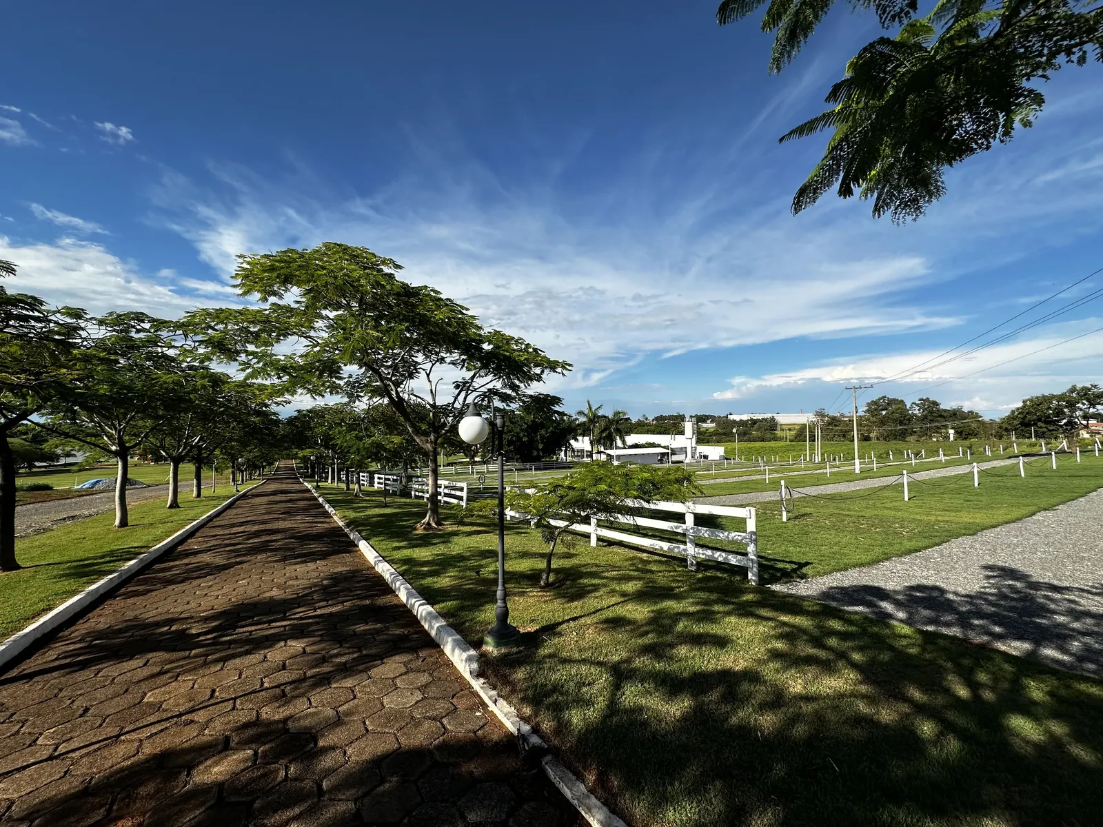 Alameda arborizada de entrada da Fazenda com cercas brancas