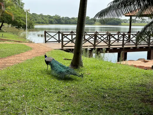 Eventos e celebrações na Fazenda Pingo D'Água