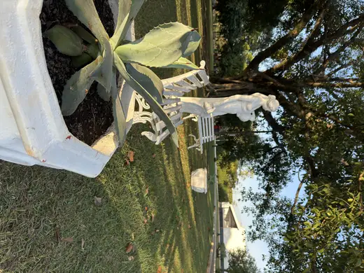 Eventos e celebrações na Fazenda Pingo D'Água